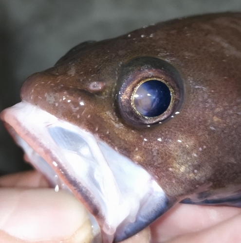 ドンコの釣果