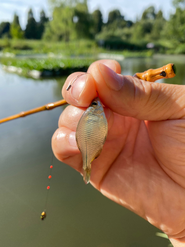 タナゴの釣果