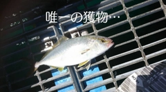 シオの釣果