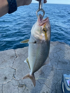 ショゴの釣果