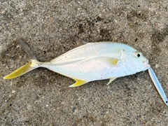 オニヒラアジの釣果