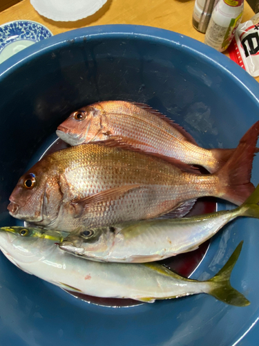 マダイの釣果