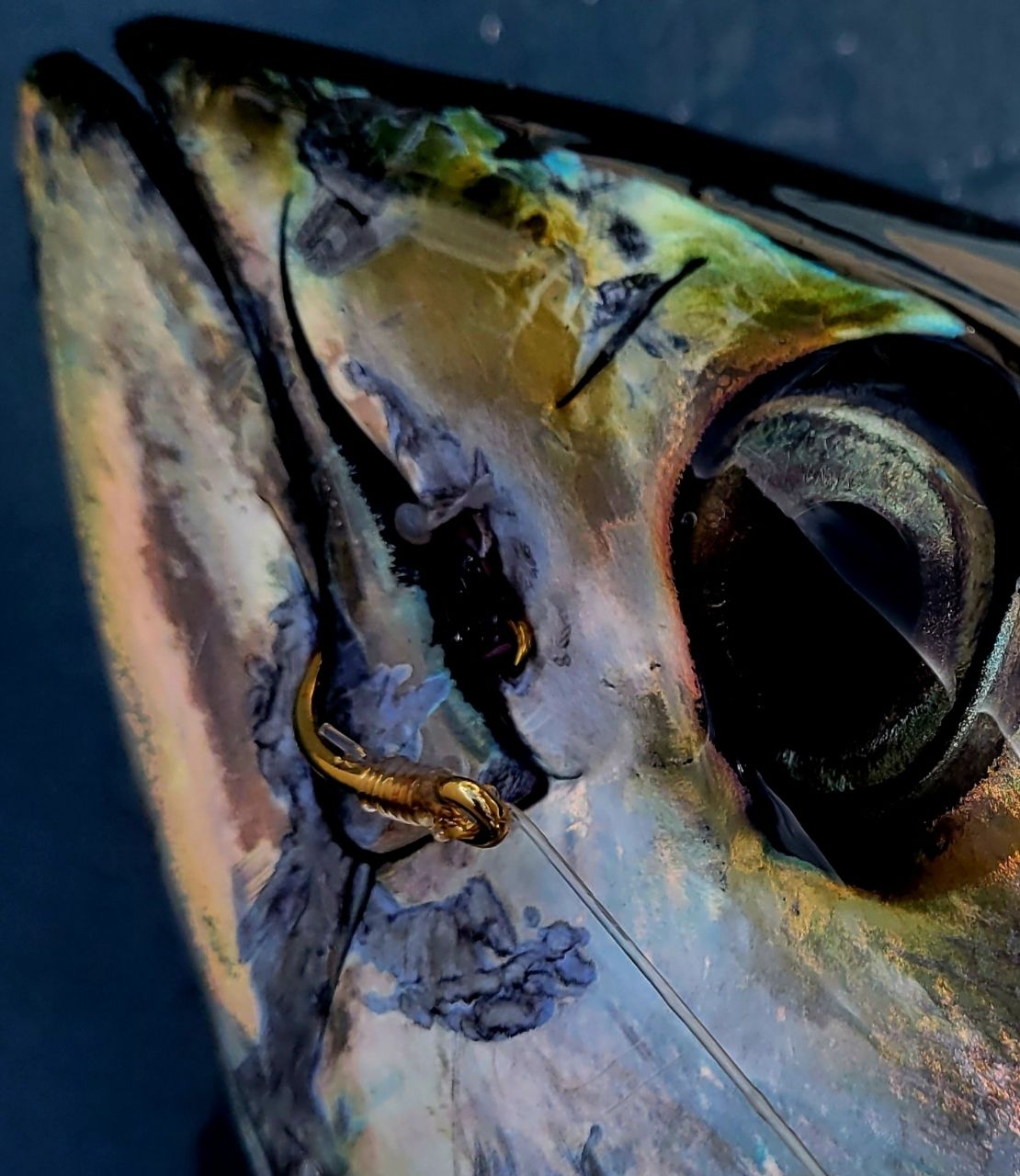 【宮ちゃん】宮川 貴之さんの釣果 2枚目の画像