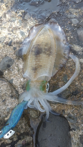 アオリイカの釣果