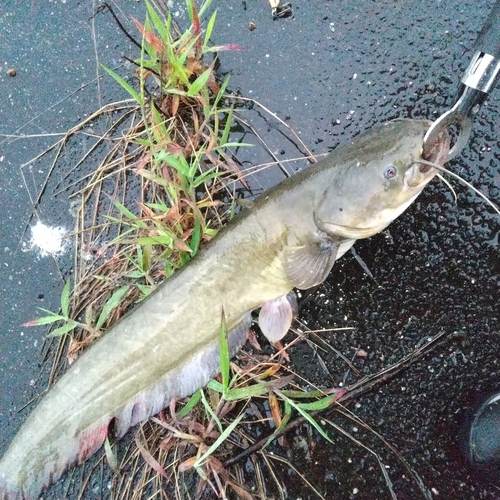 マナマズの釣果