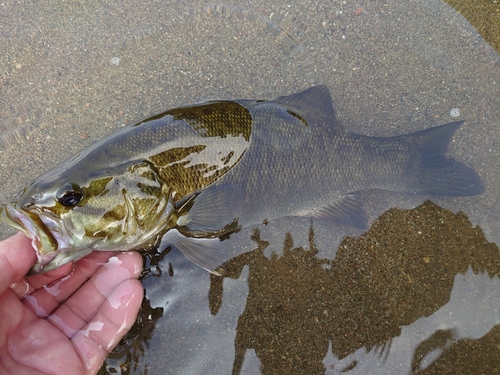 スモールマウスバスの釣果