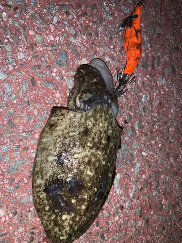 コウイカの釣果