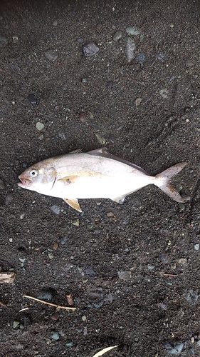 ショゴの釣果