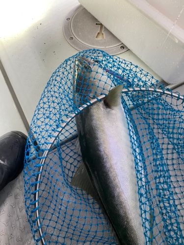 ブリの釣果