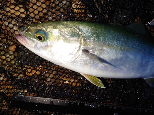 ツバイソの釣果