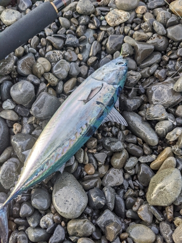 ソウダガツオの釣果