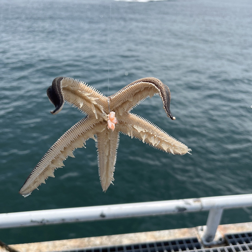 釣果