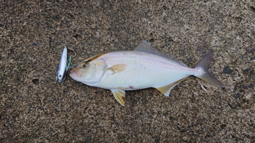 ショゴの釣果