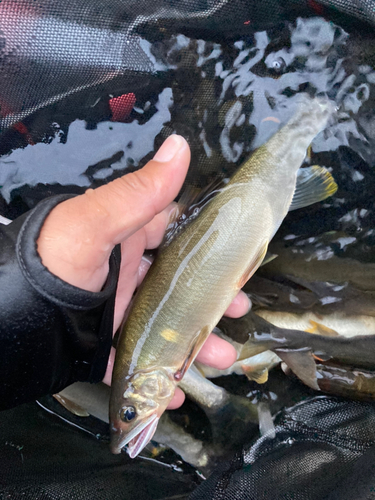 アユの釣果