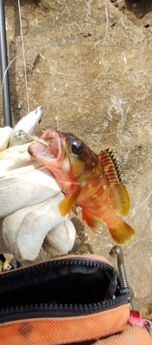 アカカマスの釣果