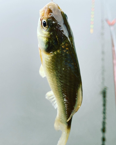 ヘラブナの釣果