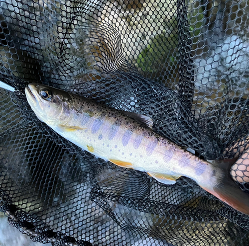 ヤマメの釣果