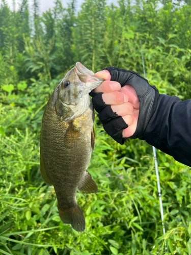 スモールマウスバスの釣果