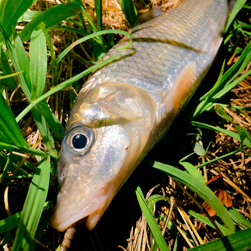 ニゴイの釣果