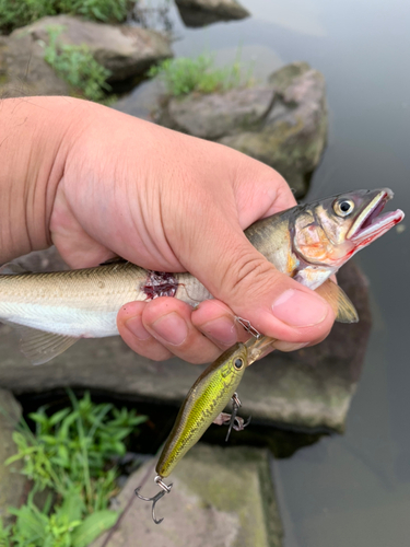 アユの釣果