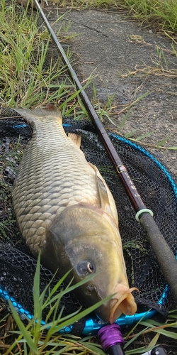 コイの釣果