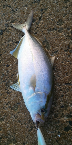 ネリゴの釣果