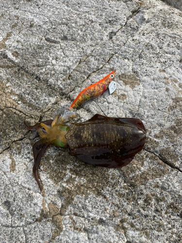 アオリイカの釣果