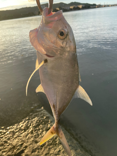 オニヒラアジの釣果