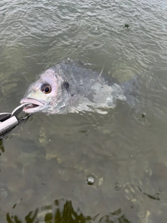 キビレの釣果