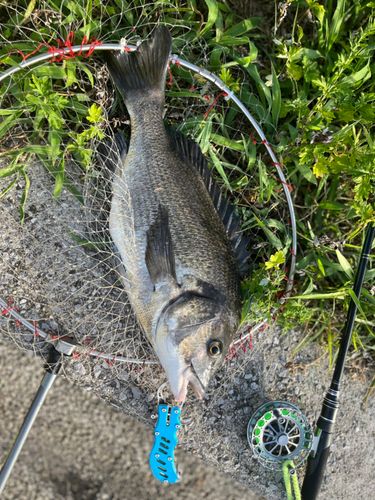 チヌの釣果