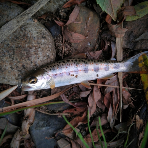 アマゴの釣果