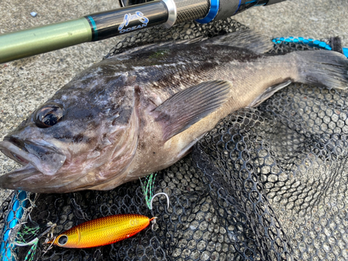 クロソイの釣果