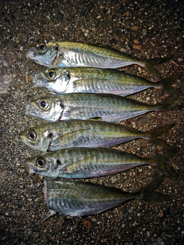 アジの釣果