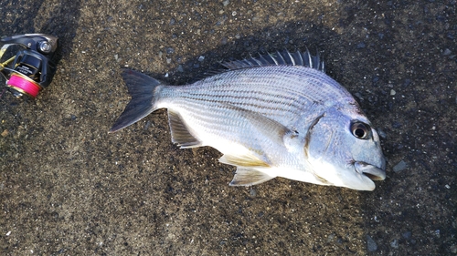 ヘダイの釣果