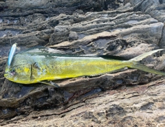 マヒマヒの釣果