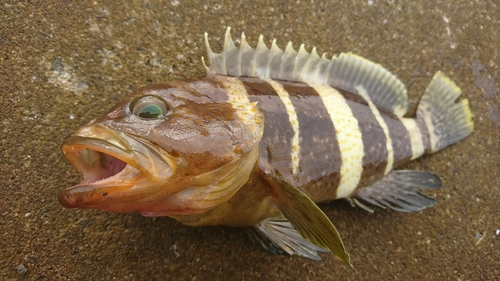 アオハタの釣果