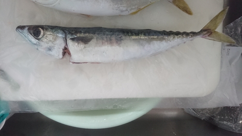 サバの釣果