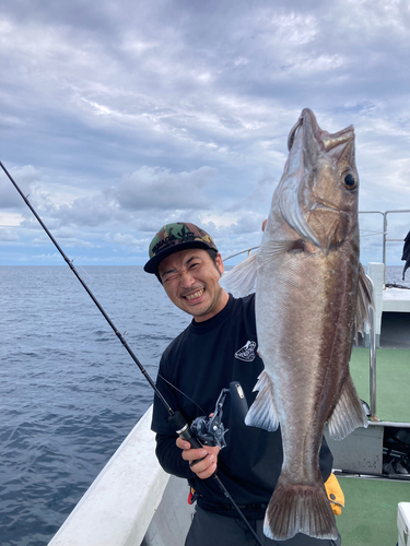 アラの釣果