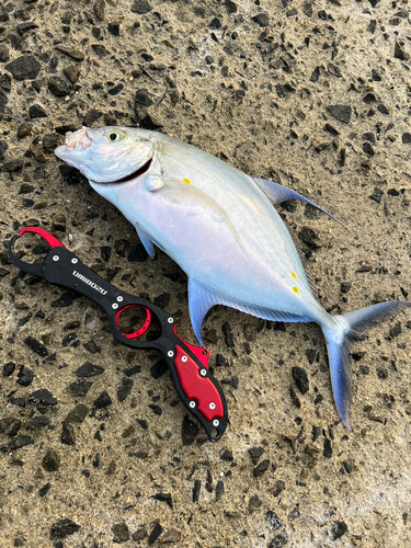 ナンヨウカイワリの釣果