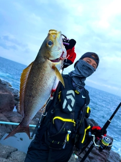 イサキの釣果