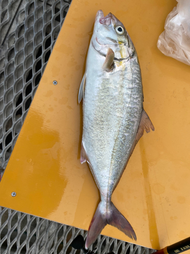 シオの釣果