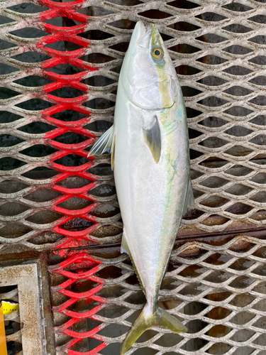 メジロの釣果