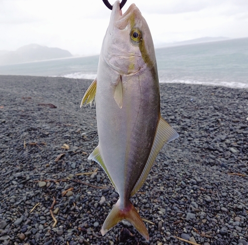 ショゴの釣果