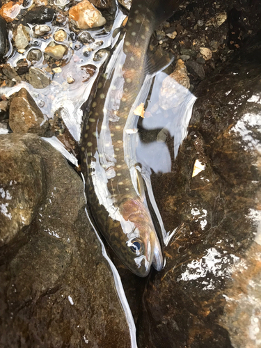 イワナの釣果