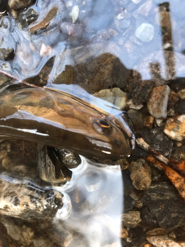 イワナの釣果