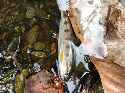 ヤマメの釣果