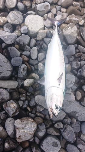 ソウダガツオの釣果