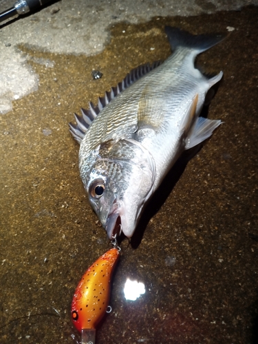 キビレの釣果