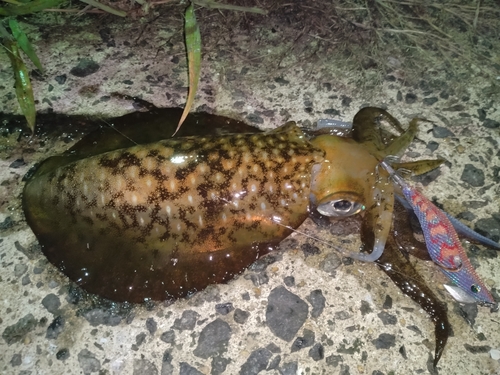 アオリイカの釣果