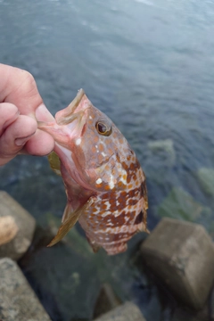 キジハタの釣果